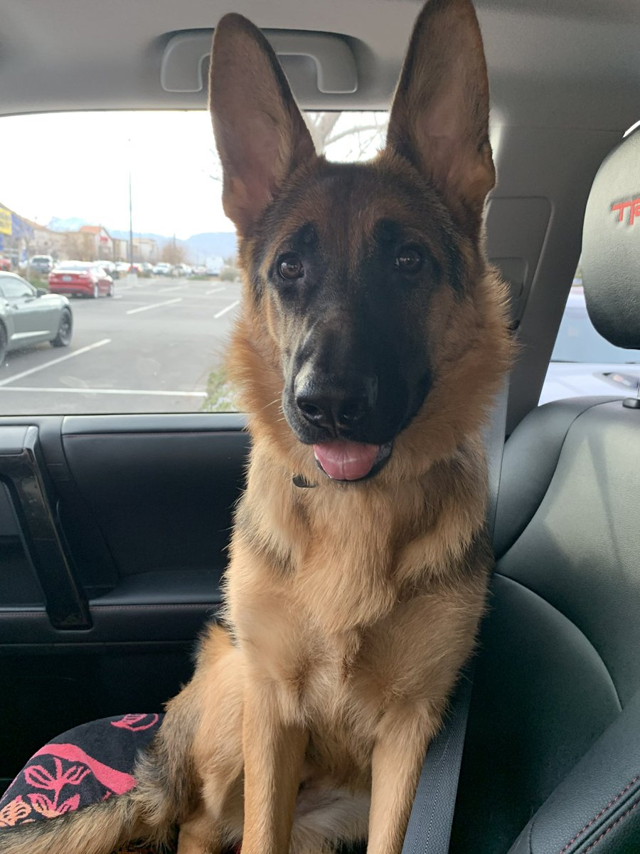 TheDingoDan's tweet photo. @ZeroHedge_ My sweet girl. https://t.co/6GPgtqw3SR