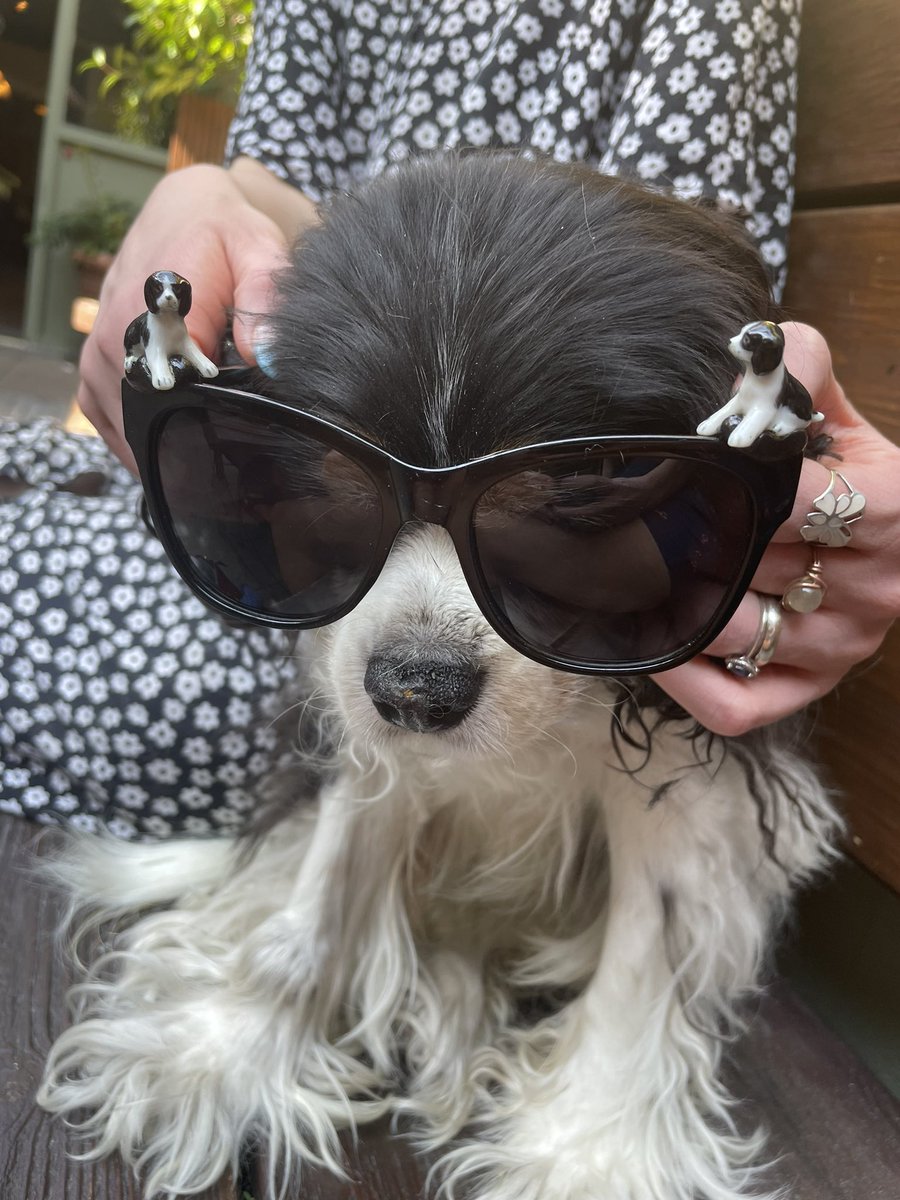 McNulty the Dog (@McNultypup) / Posts / X