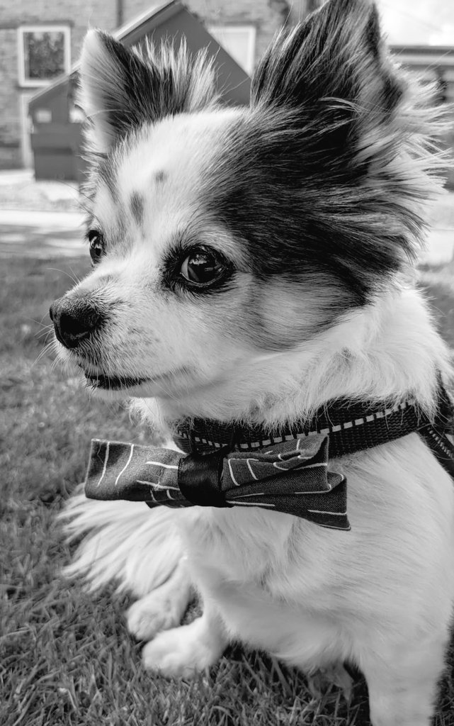 ClaireHawley2's tweet photo. @JoCooke Ahh he's adorable. This was taken at Hemswell Antique Centre on Monday.  Bella was camera shy, but Dylan loves his photo taken 😊 https://t.co/9FtOQSAYgf