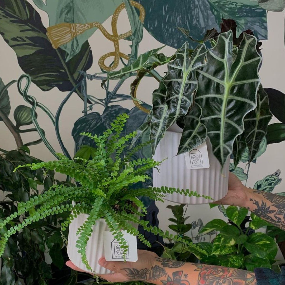 On Sunday we’re having a PLANT SPA!

Open at 9a for the Belgian Grand Prix (Spa is the name of the race track, friend), and at NOON a plant + community market hosted by Foilage LB!