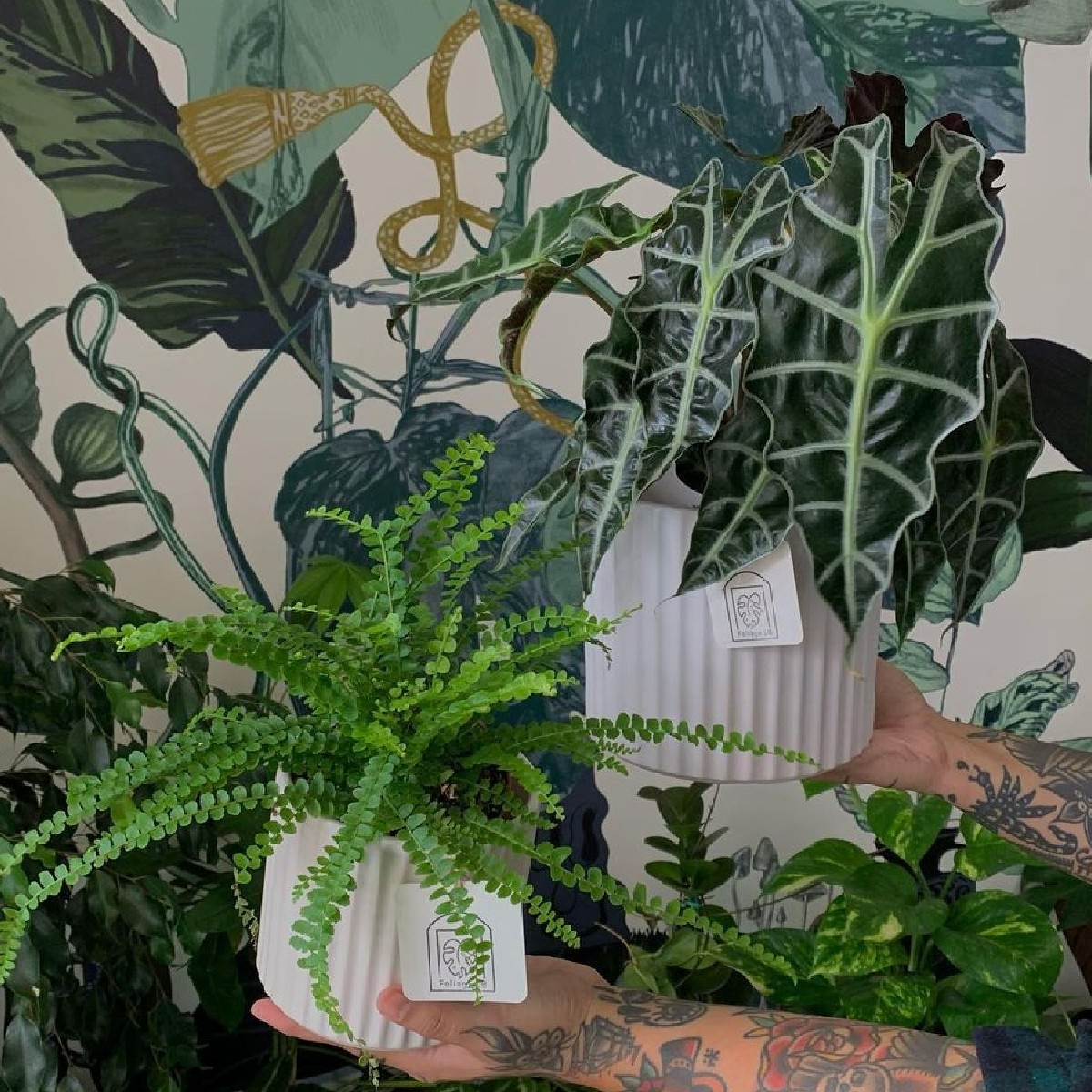 On Sunday we’re having a PLANT SPA! Open at 9a for the Belgian Grand Prix (Spa is the name of the race track, friend), and at NOON a plant + community market hosted by Foilage LB!