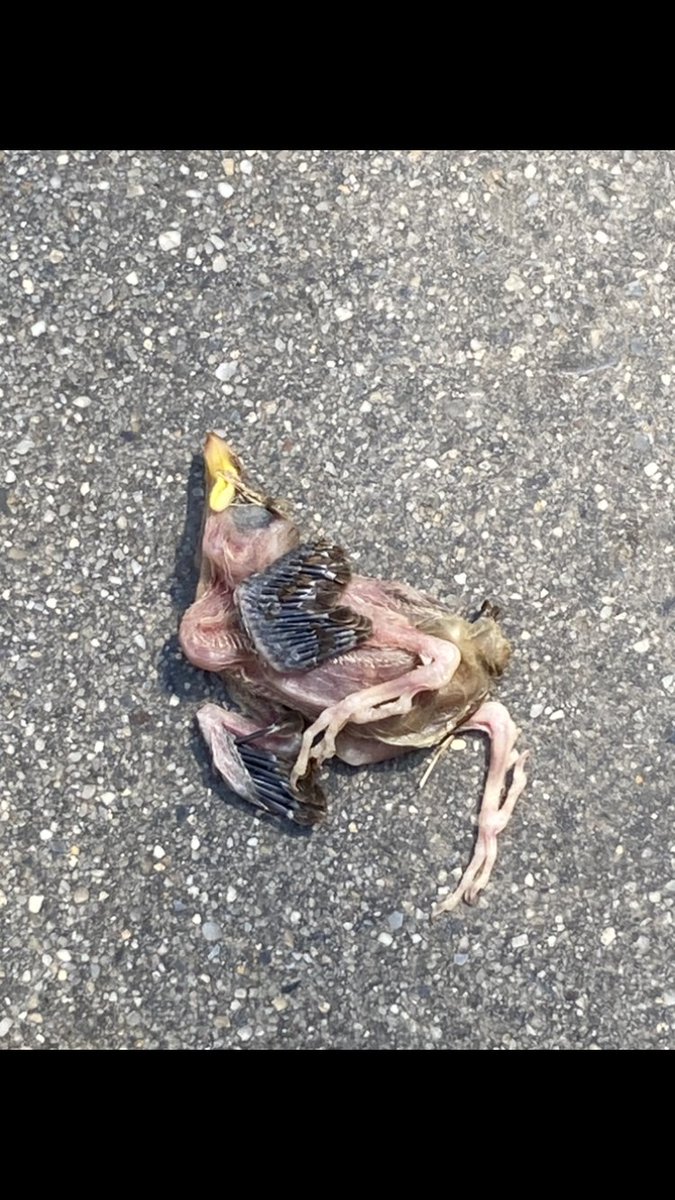 WBQCC's tweet photo. These PH experts should come look at all the bird shit in the SCI Cafe Courtyard so they can educate @ChrisMangino1 how #birds &amp;their droppings carry over 60 diseases - How do you let your students and staff eat like this ? @OSHA_DOL @QCC_CUNY https://t.co/0204LQVNRe