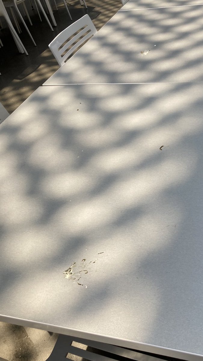 WBQCC's tweet photo. These PH experts should come look at all the bird shit in the SCI Cafe Courtyard so they can educate @ChrisMangino1 how #birds &amp;their droppings carry over 60 diseases - How do you let your students and staff eat like this ? @OSHA_DOL @QCC_CUNY https://t.co/0204LQVNRe