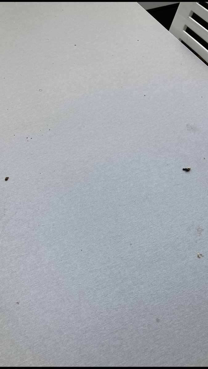 WBQCC's tweet photo. These PH experts should come look at all the bird shit in the SCI Cafe Courtyard so they can educate @ChrisMangino1 how #birds &amp;their droppings carry over 60 diseases - How do you let your students and staff eat like this ? @OSHA_DOL @QCC_CUNY https://t.co/0204LQVNRe