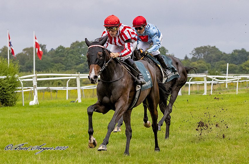 Goffs Scandinavia tweet media