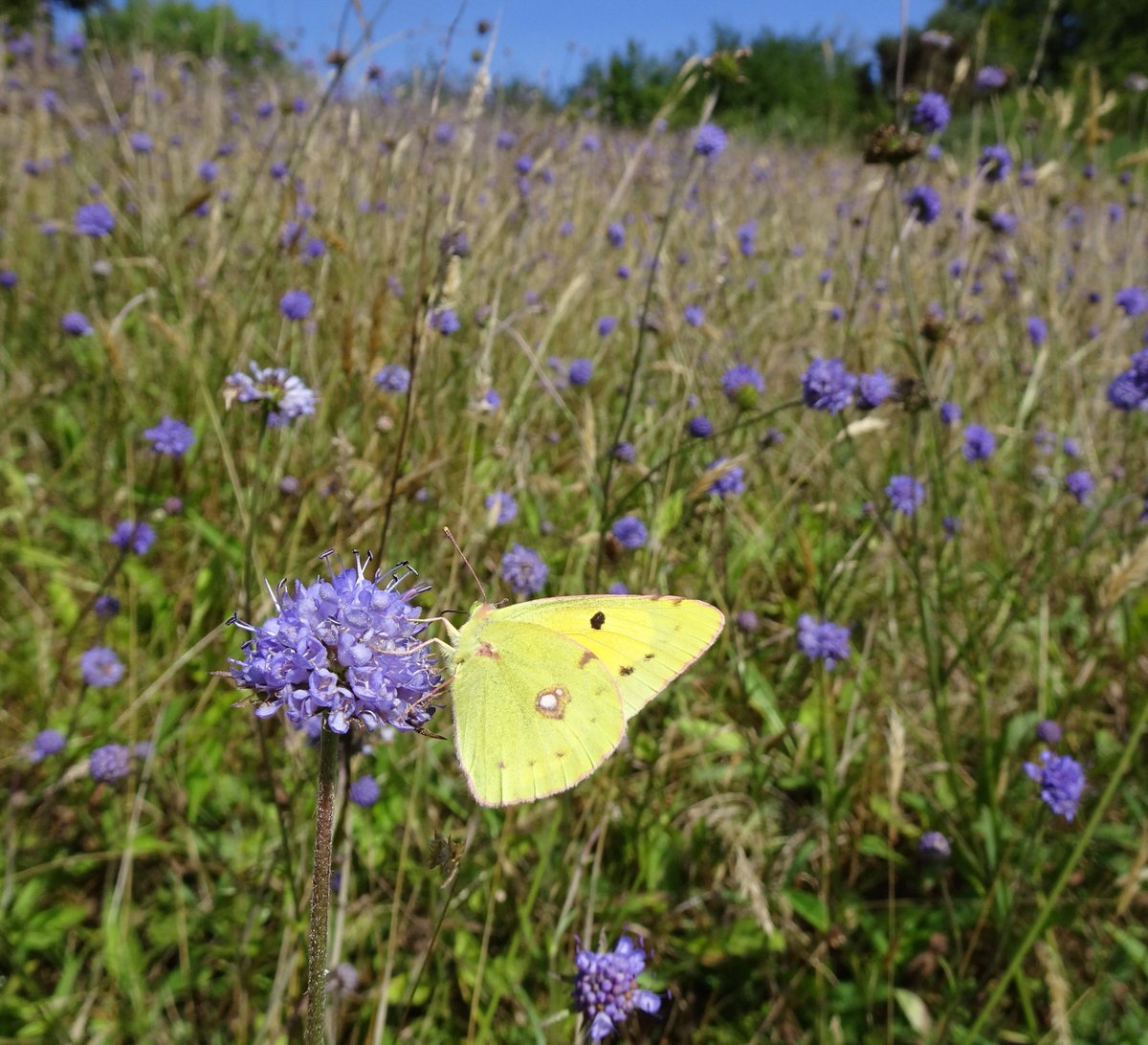 Tufters1's tweet photo. Well worth watching the wildlife in the Devil's-bit scabious meadow today, spotted a butterfly I've never seen before, I think it's a Clouded Yellow 💜💛🦋 #WildFlowerHour #Devilsbitscabious #wildflowers #WildwebsWednesday https://t.co/GJNN02Q2o0