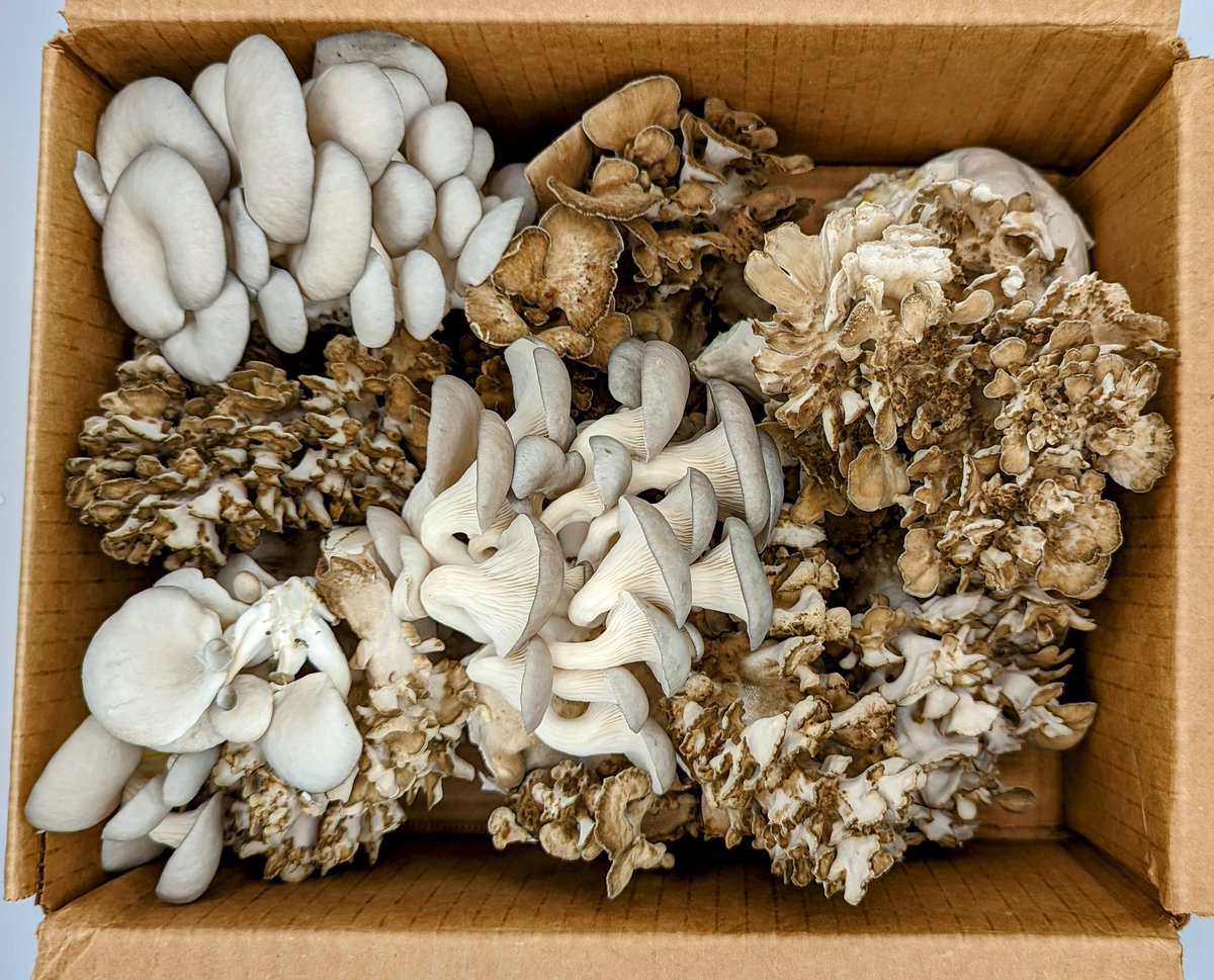 Quick little harvest from 3 mushroom fruiting blocks. Can't get over the intoxicating smell of Maitake 🤤

#fungi #lovingit