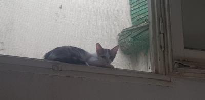 #Tarrega #acollida #URGENT La Maui necessita una acollida, la que té finalitza en breu.  Seria ideal que convisqui amb altres 🐱  Contacte amb <a href="/GatsTarre/">TarreGATS</a>