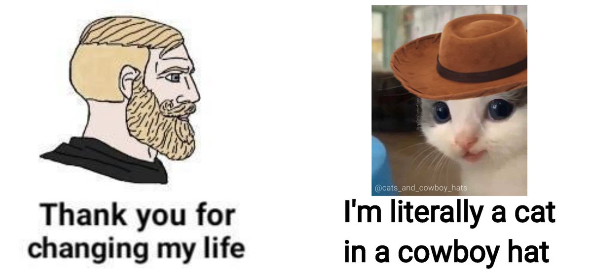 Cats And Cowboy Hats (@cowboycats) on Twitter photo 