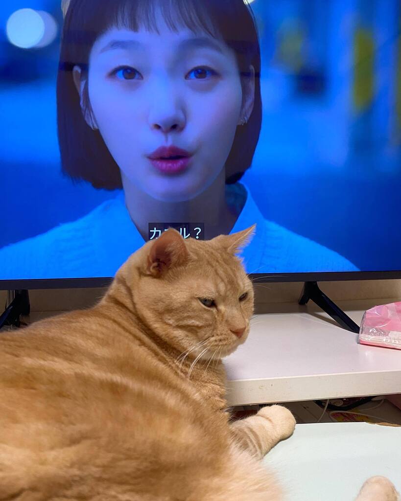 gajumaru3's tweet photo. Cat on the table in front of the TV
#猫をどうぞ #catstagram #cat #保護猫と暮らす #catonthetable #catinfrontoftv https://t.co/nKmOfO80fI