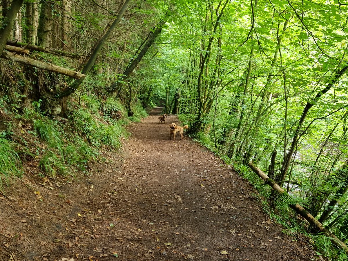 smithy1893's tweet photo. Five mile walk in the woods wi they 2 today. Then both in the bath, sticky willies, sticks, leaves, you name it, brushed out their coats. Slept for an hour and currently going radge again playing tug o war. I, on the other hand, am broken 😂 #gettinold #fallingtobits https://t.co/Ra1IvlHeSm