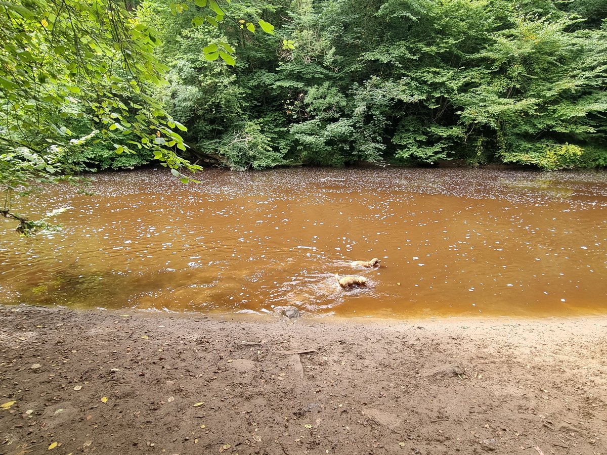 smithy1893's tweet photo. Five mile walk in the woods wi they 2 today. Then both in the bath, sticky willies, sticks, leaves, you name it, brushed out their coats. Slept for an hour and currently going radge again playing tug o war. I, on the other hand, am broken 😂 #gettinold #fallingtobits https://t.co/Ra1IvlHeSm