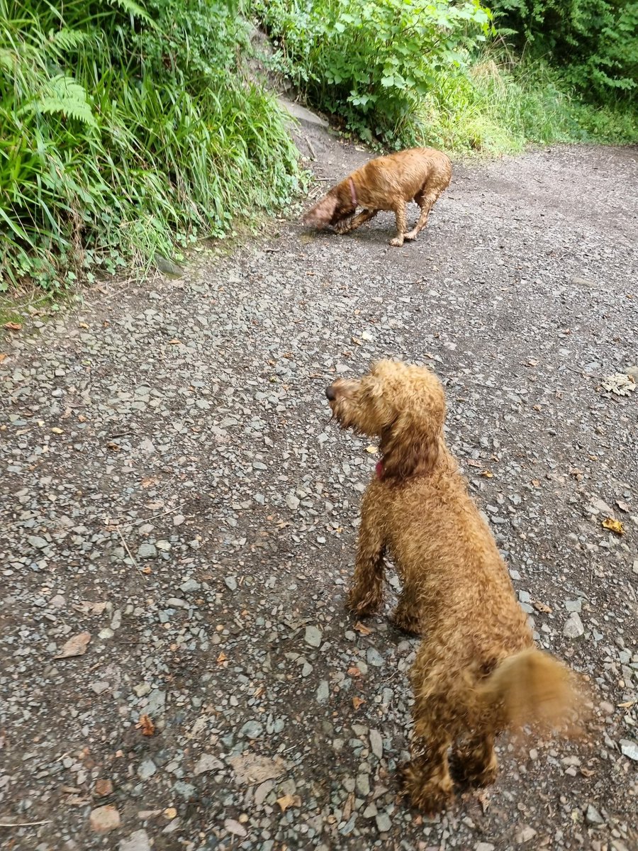 smithy1893's tweet photo. Five mile walk in the woods wi they 2 today. Then both in the bath, sticky willies, sticks, leaves, you name it, brushed out their coats. Slept for an hour and currently going radge again playing tug o war. I, on the other hand, am broken 😂 #gettinold #fallingtobits https://t.co/Ra1IvlHeSm