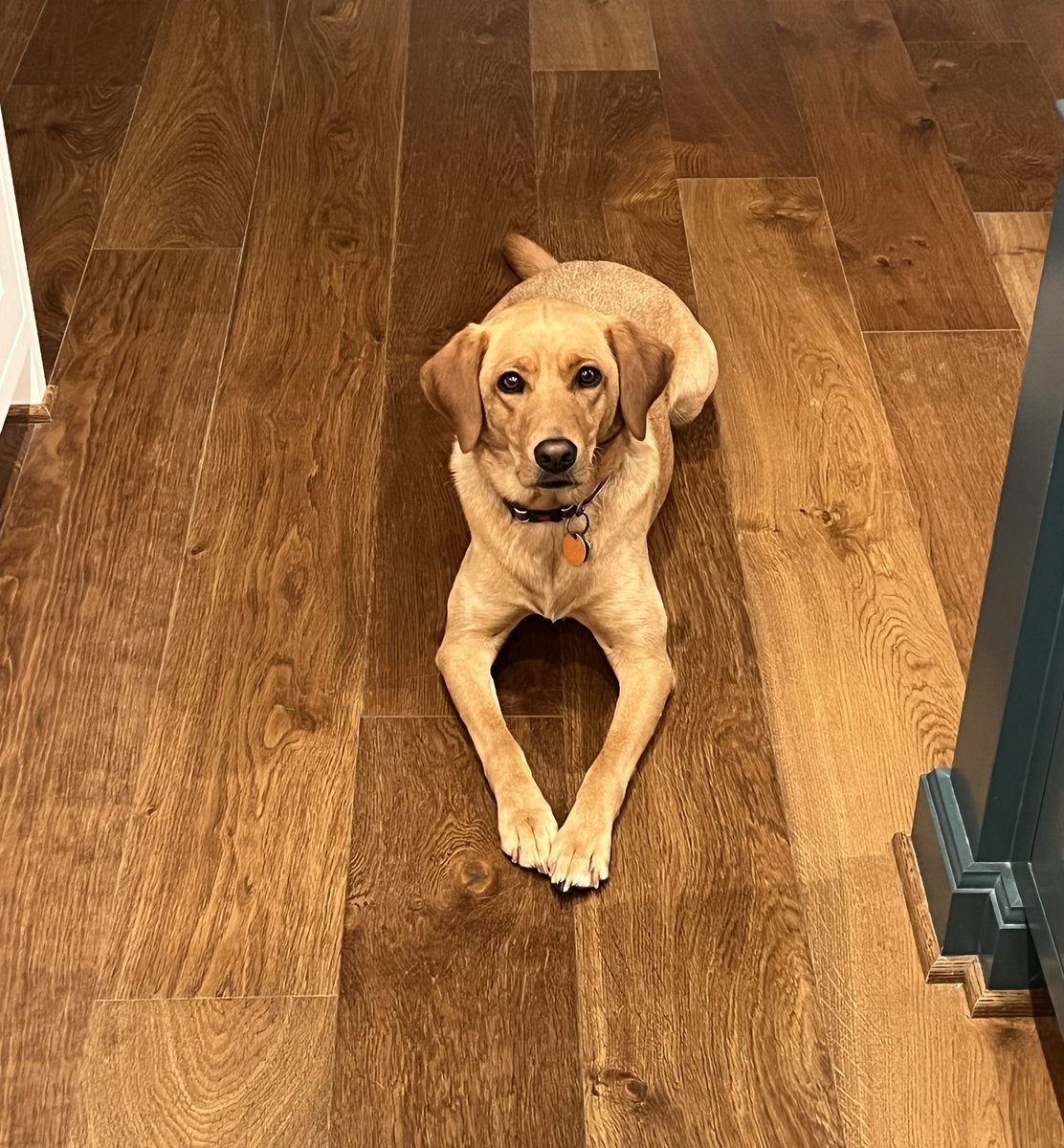 mw_fleming's tweet photo. A day late with National Dog day but that’s everyday with Annie. Drop some scraps please! #properpooch #redlabrador #redfoxlab #foxredlab #nationaldogday #wegotannie https://t.co/Hzbn6CCTvB