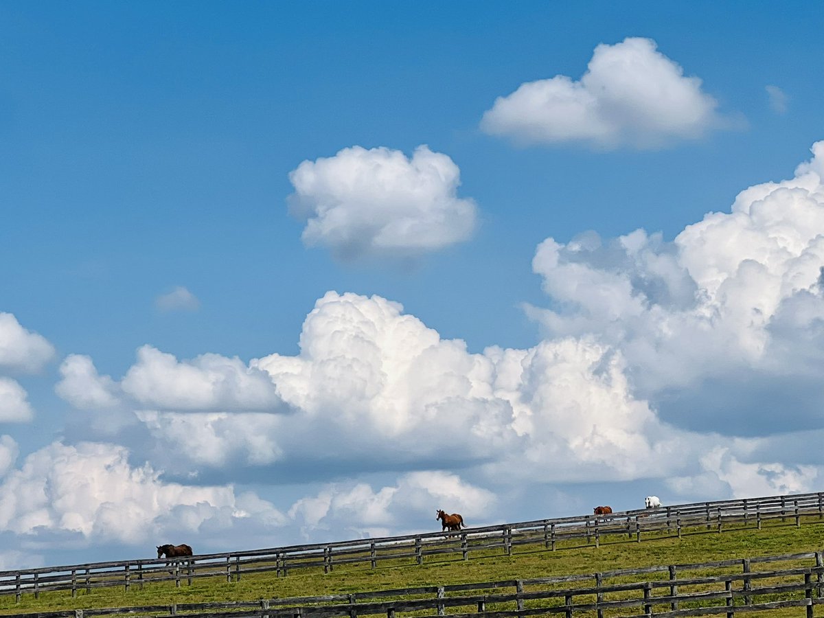 TheFoxieG's tweet photo. Puffy clouds and pretty girls. 😍☁️ 

#foxieg #sky #clouds #bluesky #thoroughbred #horses #sanctuary #horserescue #rescuehorse #farmlife https://t.co/Q1MOWkaU4i