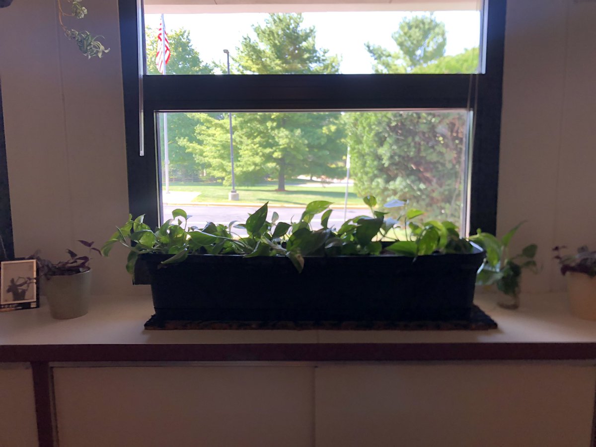 Ionesco's tweet photo. We like to grow minds, spirits, and fresh air at @A2schools. The King Elementary office is working overtime with the support of Pothos, spiderwort, and hanging succulents. ❤️ @A2SchoolsSuper @A2RecDirect @A2CUCU @k_clinkscale #houseplants https://t.co/HozDnwgcg6