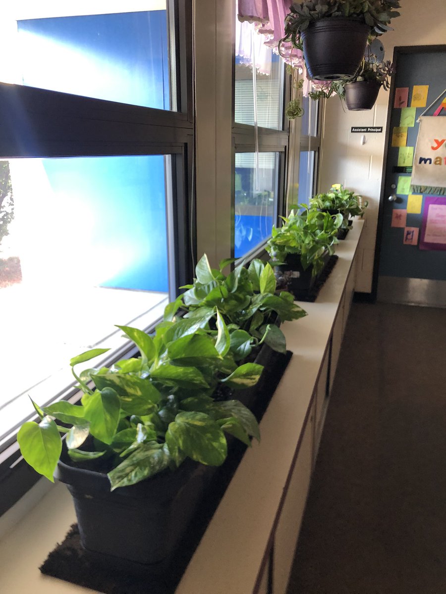 Ionesco's tweet photo. We like to grow minds, spirits, and fresh air at @A2schools. The King Elementary office is working overtime with the support of Pothos, spiderwort, and hanging succulents. ❤️ @A2SchoolsSuper @A2RecDirect @A2CUCU @k_clinkscale #houseplants https://t.co/HozDnwgcg6
