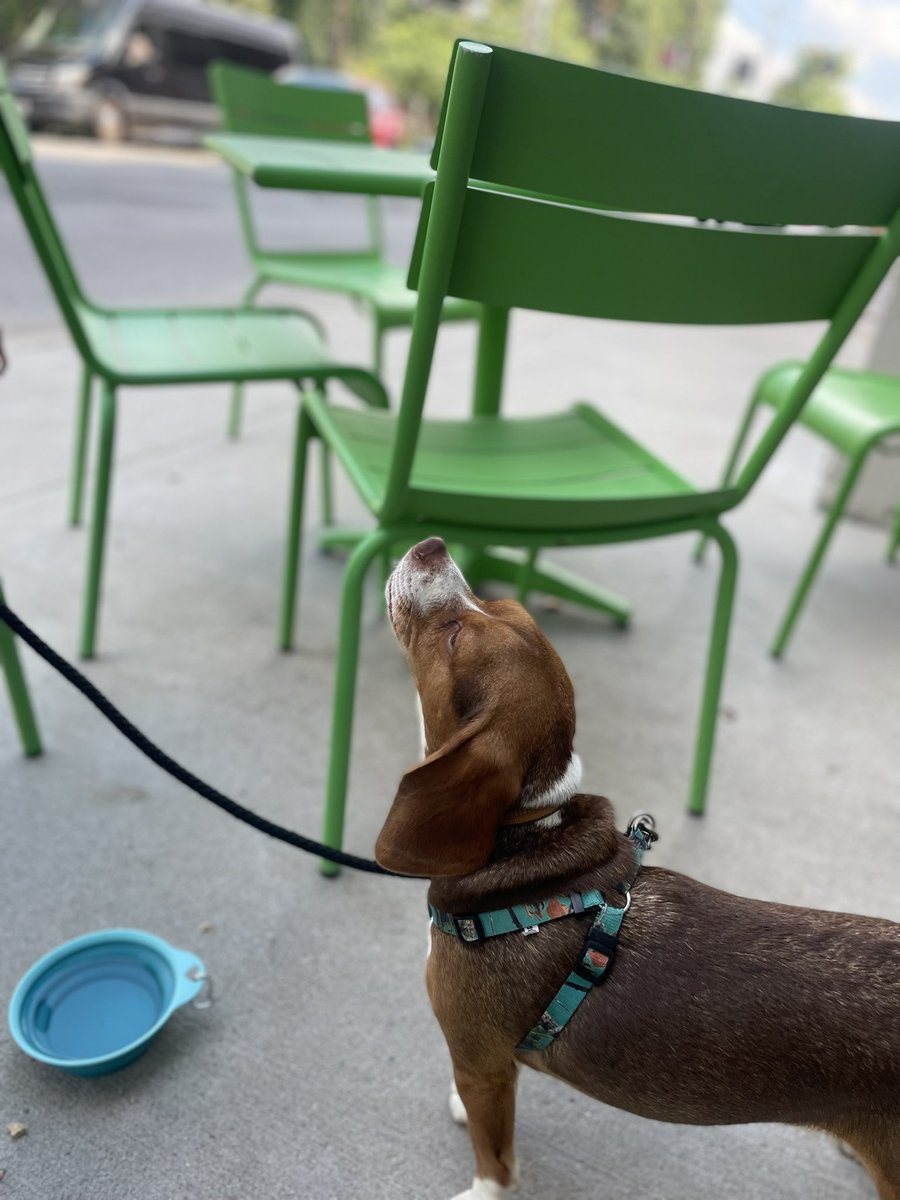 KYTurfSolutions's tweet photo. D.B. Cooper catching some quick smells before heading back to mom and dads for supper @HiWireBrewing #EarsForDays @DogsOfTurf https://t.co/brXagi6TKh