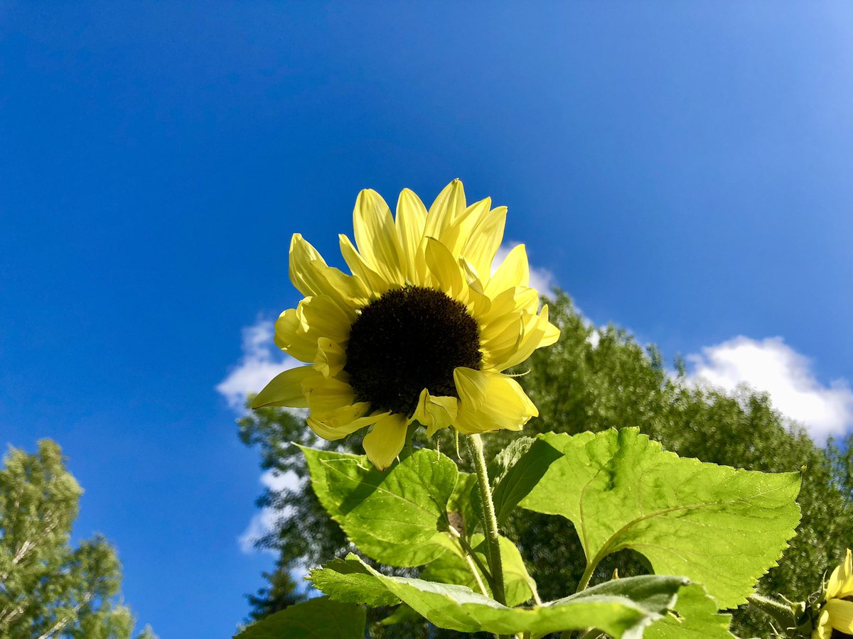 Clint_Canada's tweet photo. This year spent #SuomenLuonnonPäivä along side #Tuusulanjärvi walking the #Rantatie #Tuusula Lakeshore, cabins, 🌻gardens, museums - everything for a wonderful #FinnishNatureDay 🇫🇮 @tuusulankunta 🌲@OurFinland 🌳just a short, cheap @Hsl_hrt train 🚊 from Helsinki #FinnishNature https://t.co/TMVH3tUZdg