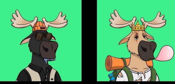 farmboycrypto's tweet image. Public mint is live @ModestMooseClub come do your best Moose call #CNFT #CNFTProject