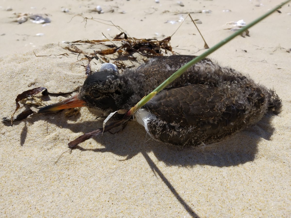 RnnArguin's tweet photo. Cette semaine, les bénévoles de la Sepanso n'ont réussi à retrouver que #Ema sur la RNN du Banc d'Arguin. Elle est devenue une championne du camouflage... avec quelques loupés tout de même ! On espère tous que son frère #Topus se porte bien !!?
#BirdsSeenIn2022 #wildlife #birds https://t.co/WFytqIzILL