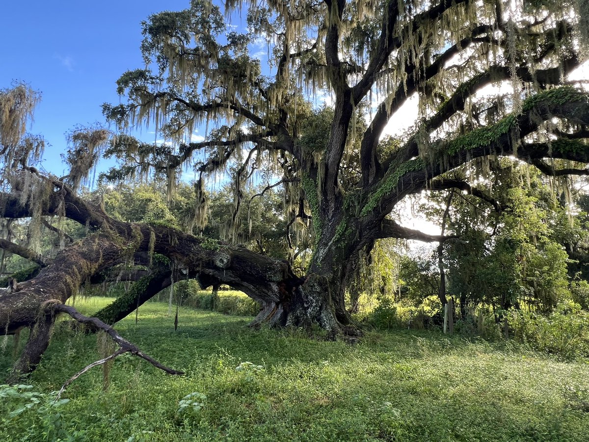 AsklarAdventure's tweet photo. Part of this 300+ year old oak tree broke off 3 days ago. It measured over thirty feet around, at 5 foot high. The remaining tree looks healthy and well rooted though. https://t.co/ivn15a55xL