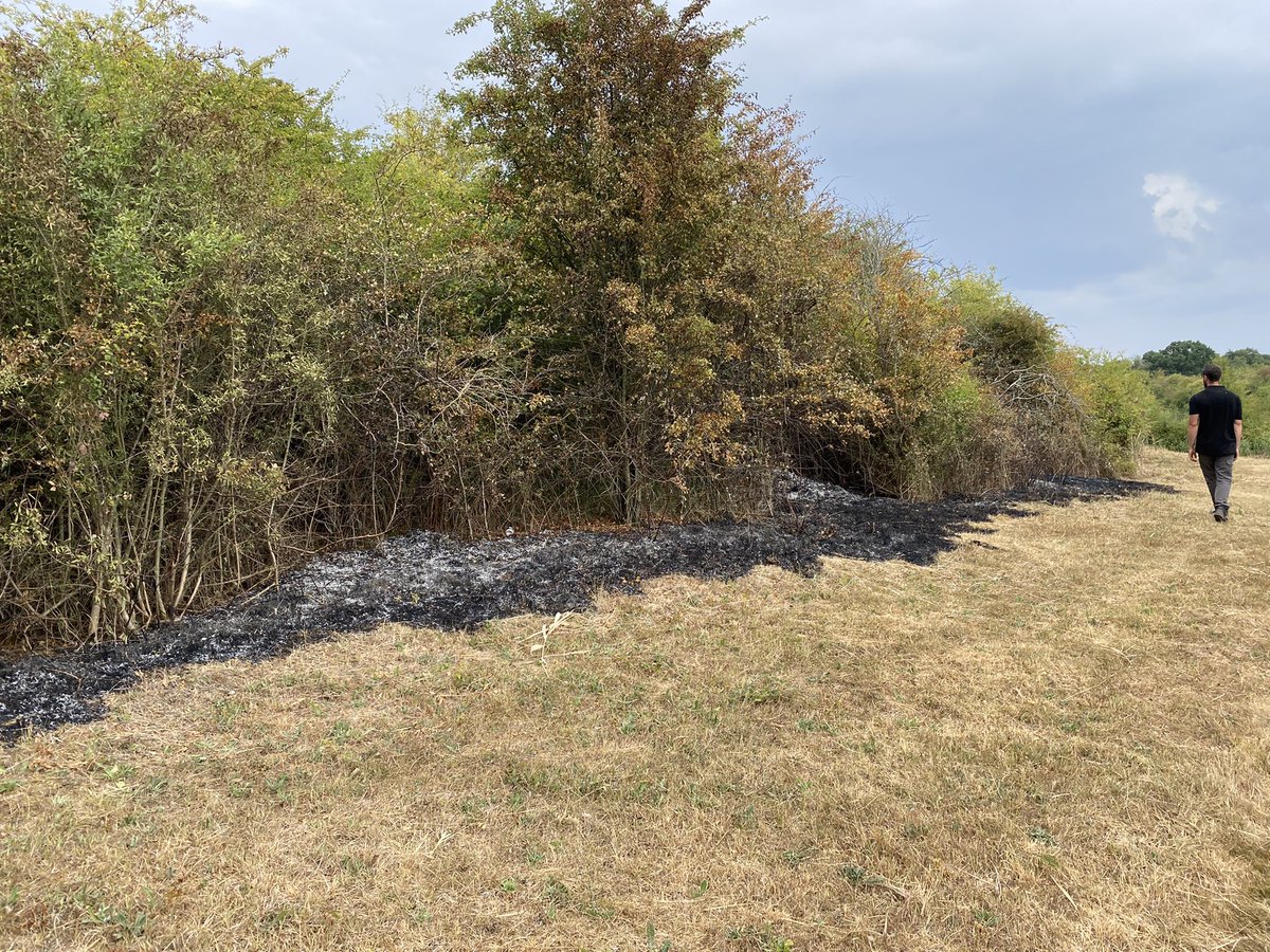 When the sun is blazing down, you just need to eke out whatever shade is available. Don’t light fires! 🔥@WCambsRT #DogsthorpeStarPit <a href="/wildlifebcn/">The Wildlife Trust for Beds, Cambs & Northants</a>