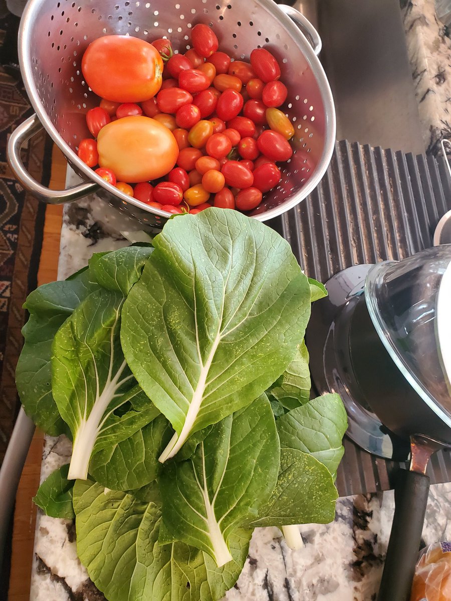 drlungamam's tweet photo. The tragedy of Black land loss + food deserts becomes all the more real when you see how much bounty comes everyday from just a little bit of land. The theft is incalculable. https://t.co/9FqExnCXdv