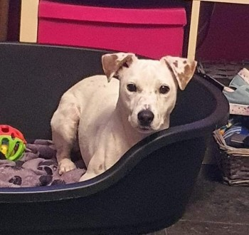 millypod1's tweet photo. 🆘26 AUG 2022 #Lost BUDDY #ScanMe
White /Brown Markings On Ears Parson Russell Terrier Male
nr Dover Road #Northfleet #Gravesend #Kent #DA11
SIGHTINGS PLZ ☎️07368357226
https://t.co/NlQPrhwcgm https://t.co/IpKTs7ECxf
