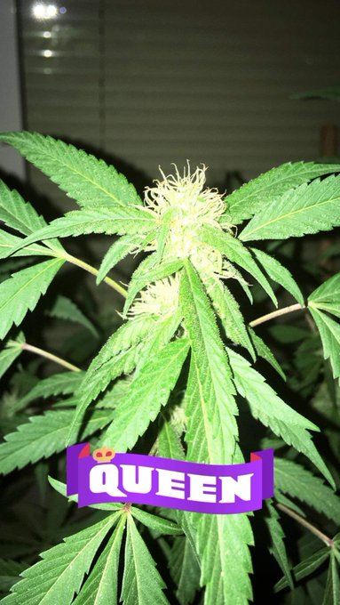 Виждал ли си цветето на балкона https://t.co/QejU1dSV61<a href="/tag/moon"class="tags"><span>#moon</span></a>