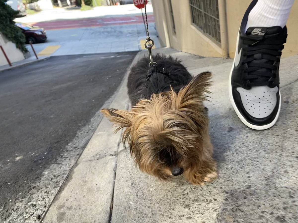 FriscoJonny's tweet photo. Keeping it OG. What did you wear today? #oglow #yoursneakersaredope #jordan1low #lowlife #yorkie #puppy #aj1low #citylife #cablecar #sf #SanFrancisco https://t.co/nrKXIaRWlY