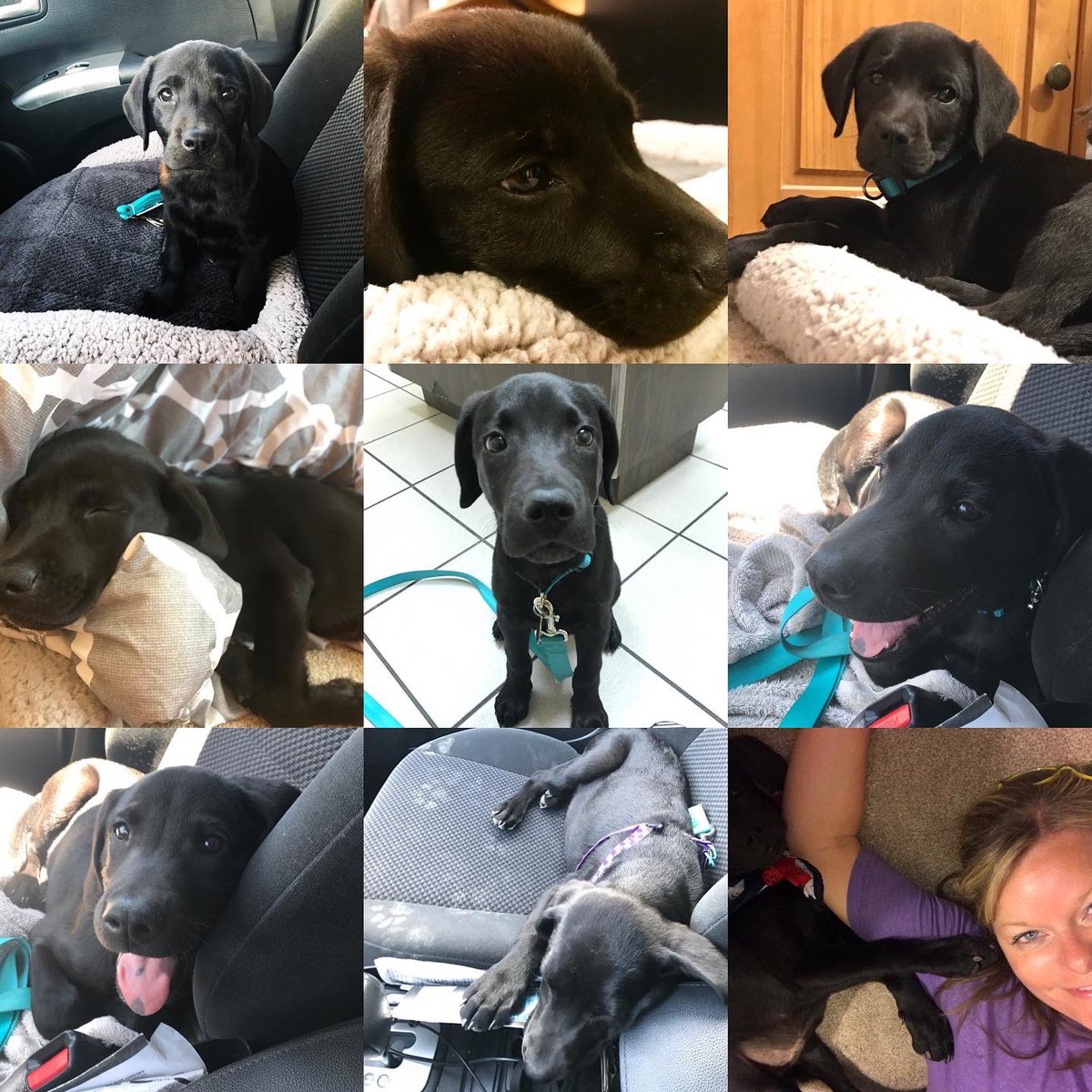 SarahBentonBSHS's tweet photo. Happy National Dog Day (a day late) to my sweet, cuddly, ornery, and best gal for the last 5 years! #lifewithemma is the best life! Always a thank you to Jen Comer for going back to get her for me! 🐾💜 https://t.co/oVx5Mlvuih