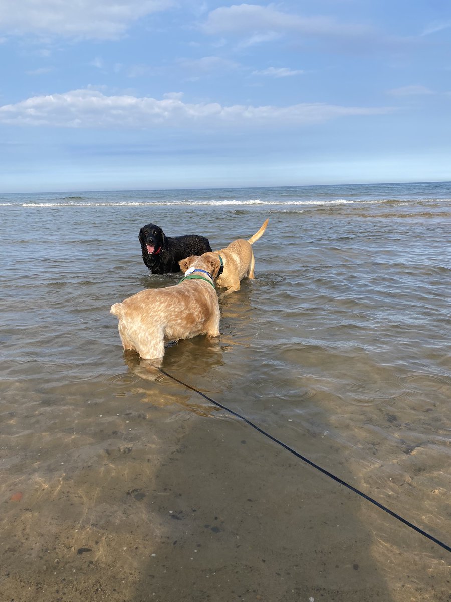SpanielsSuper's tweet photo. We went to the beach with HuSis to show her #FreeRangeRonnie …. It started well, he met & played with friends. Then decided to bark at one of them 🥺 then refused to walk, then lay down, then headed back to the car 🙄
HuSis wasn’t impressed #NotMyBestDay #Disappointed https://t.co/XiWVzYEMnU
