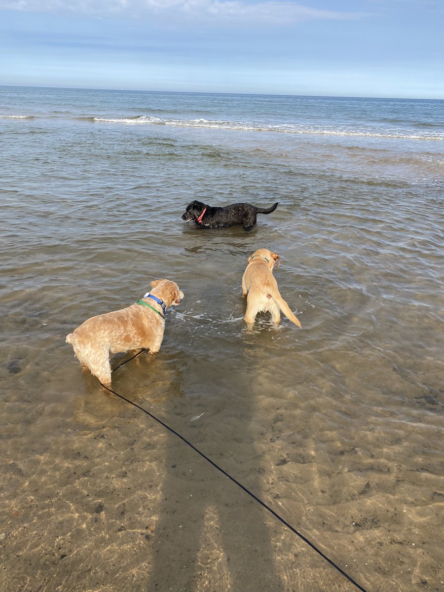 SpanielsSuper's tweet photo. We went to the beach with HuSis to show her #FreeRangeRonnie …. It started well, he met & played with friends. Then decided to bark at one of them 🥺 then refused to walk, then lay down, then headed back to the car 🙄
HuSis wasn’t impressed #NotMyBestDay #Disappointed https://t.co/XiWVzYEMnU