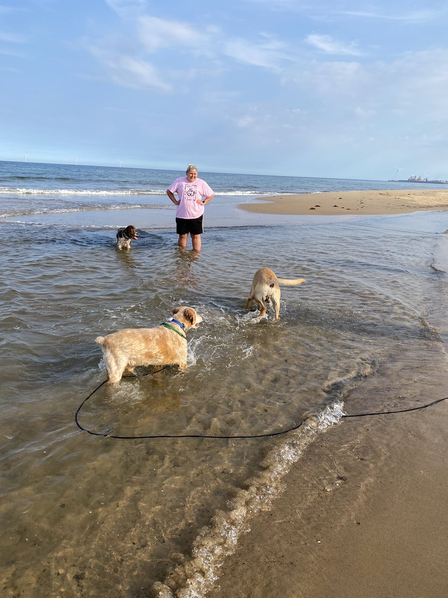 SpanielsSuper's tweet photo. We went to the beach with HuSis to show her #FreeRangeRonnie …. It started well, he met & played with friends. Then decided to bark at one of them 🥺 then refused to walk, then lay down, then headed back to the car 🙄
HuSis wasn’t impressed #NotMyBestDay #Disappointed https://t.co/XiWVzYEMnU