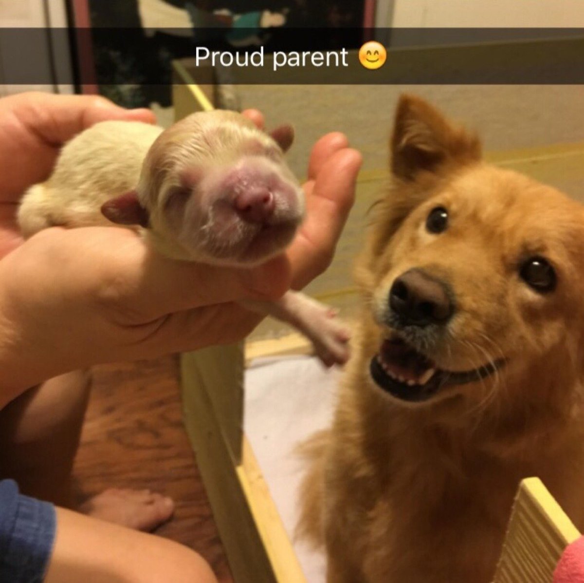 WholesomeMeme's tweet photo. https://t.co/6yZh8vQif1
