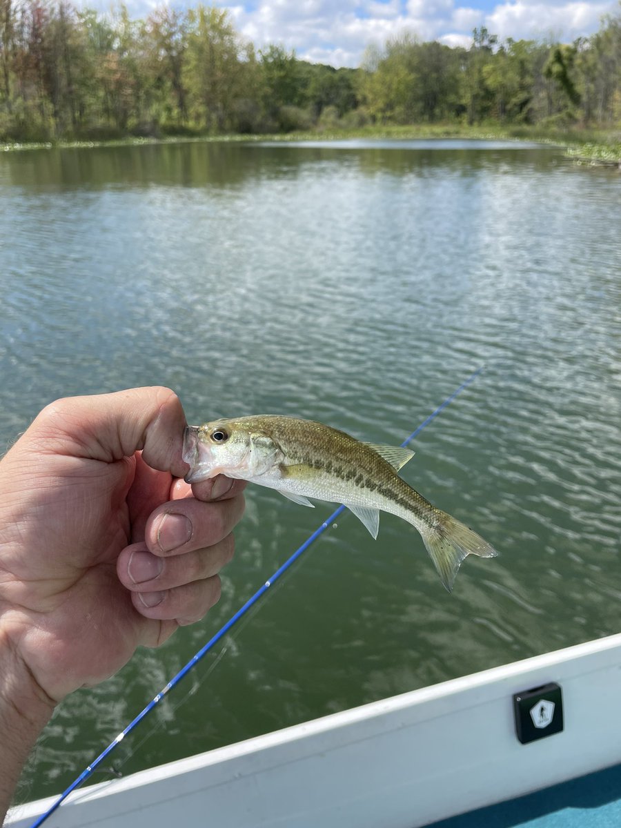 Endurance100m's tweet photo. Took the boys fishing this morning. Nothing big but we had fun. #Anglertungestonprostaff #fishing #fathersontime #Outdoors #summer https://t.co/8UvOALwBr5