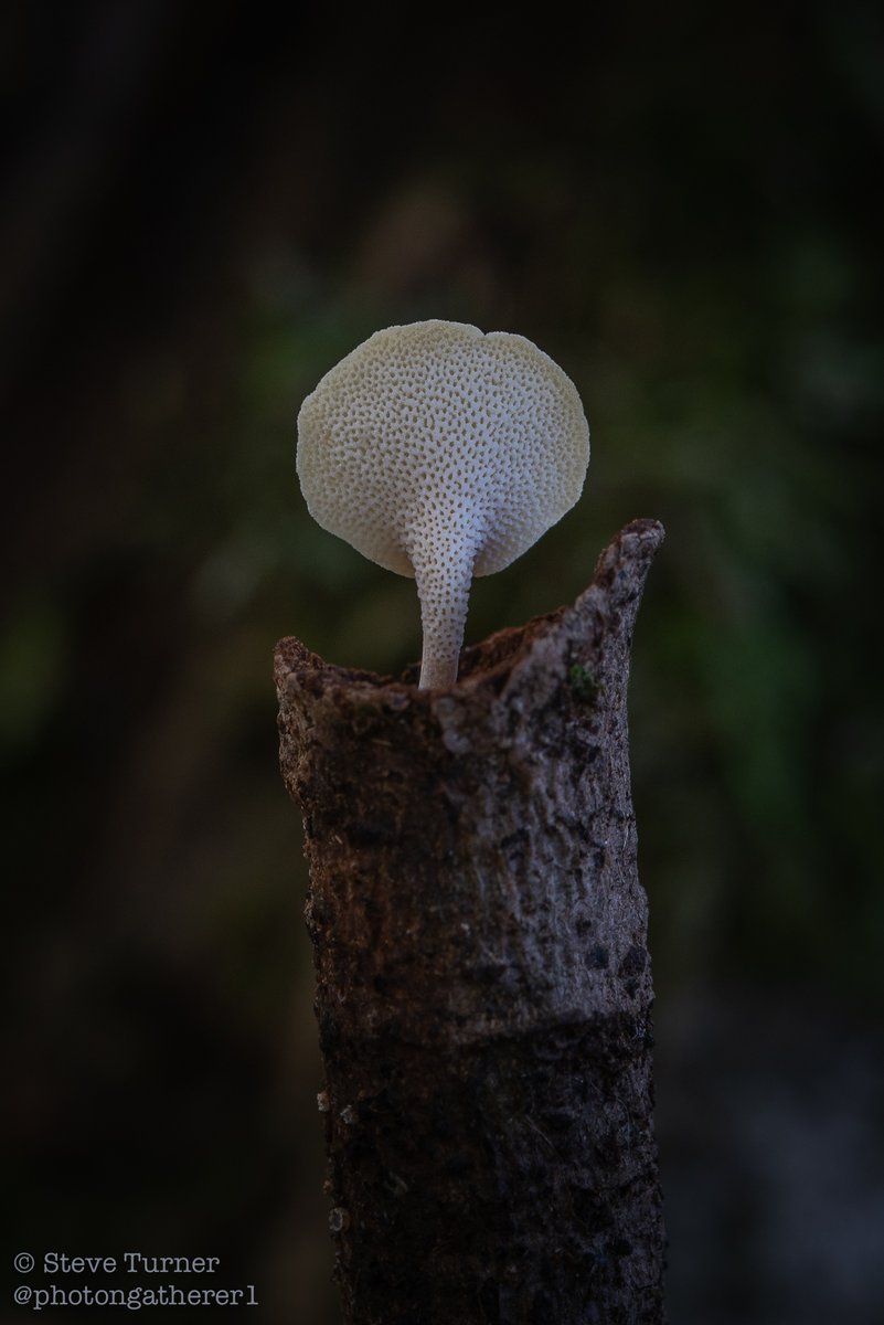 photongatherer1's tweet photo. I spotted this rather small polypore protruding from a twig on the ground this afternoon.
I suspect it to be Polyporus melanopus.Happy to be corrected!
#fungi #mushrooms #ephemera #saprophyte #mushroomportraits #biodiversity https://t.co/27pxBGMNAd