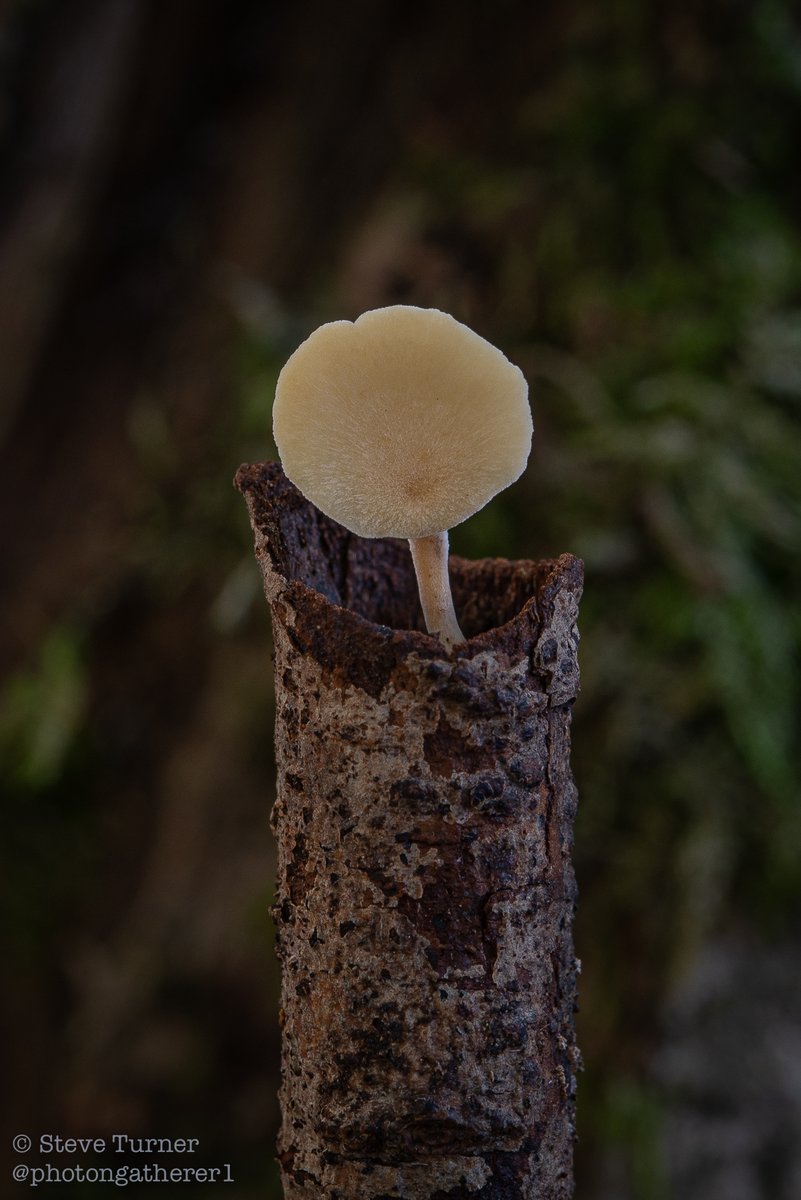 photongatherer1's tweet photo. I spotted this rather small polypore protruding from a twig on the ground this afternoon.
I suspect it to be Polyporus melanopus.Happy to be corrected!
#fungi #mushrooms #ephemera #saprophyte #mushroomportraits #biodiversity https://t.co/27pxBGMNAd