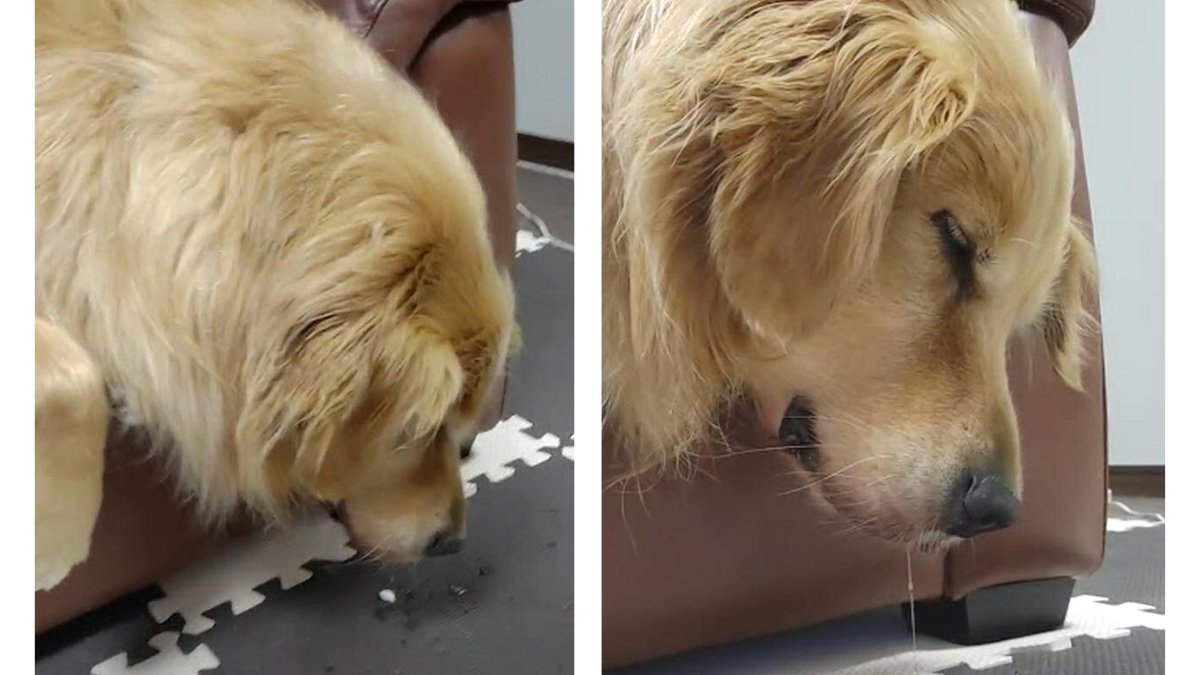 犬おもしろ動画 Twitter Search Twitter 犬おもしろ動画 Twitter Search Twitter