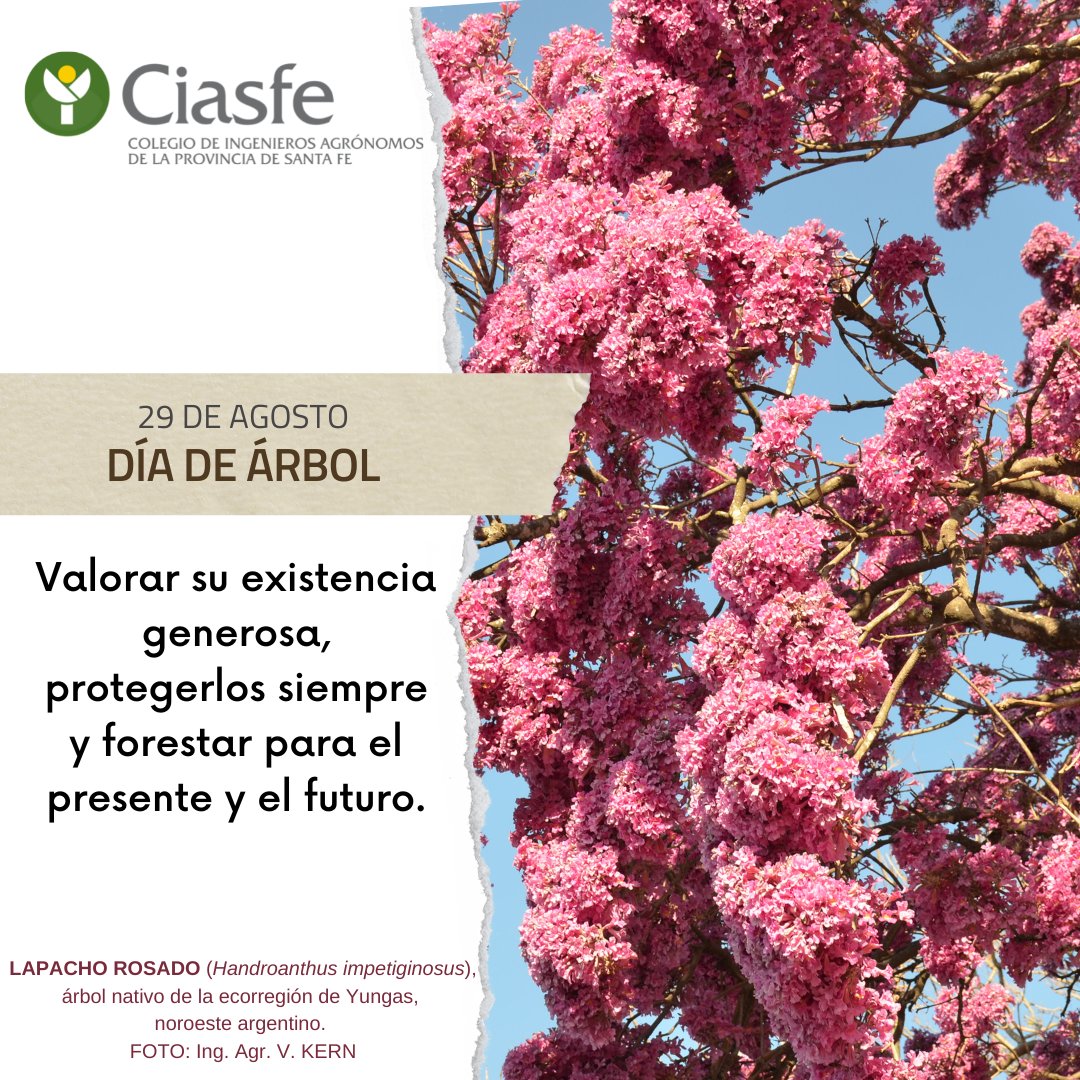 CIASFEcomunica's tweet photo. 🌳 El árbol es vida.
🗒 29 de agosto, se celebra el Día del Árbol en la Argentina.
✅El Consejo Nacional de Educación instituyó esta fecha especial -que se celebra desde 1901- gracias a una iniciativa de Estanislao Zeballos.
#árbol #díadelárbol #forestar #protegerlos #ciasfe https://t.co/KzA9UkOZpd