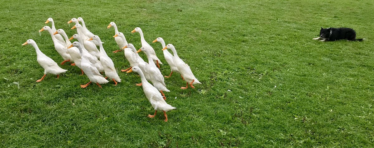 Looking forward to another day of fun and entertainment tomorrow with <a href="/FlayBuoys/">Barnacle Buoys</a> Annoushka and The Quack Pack