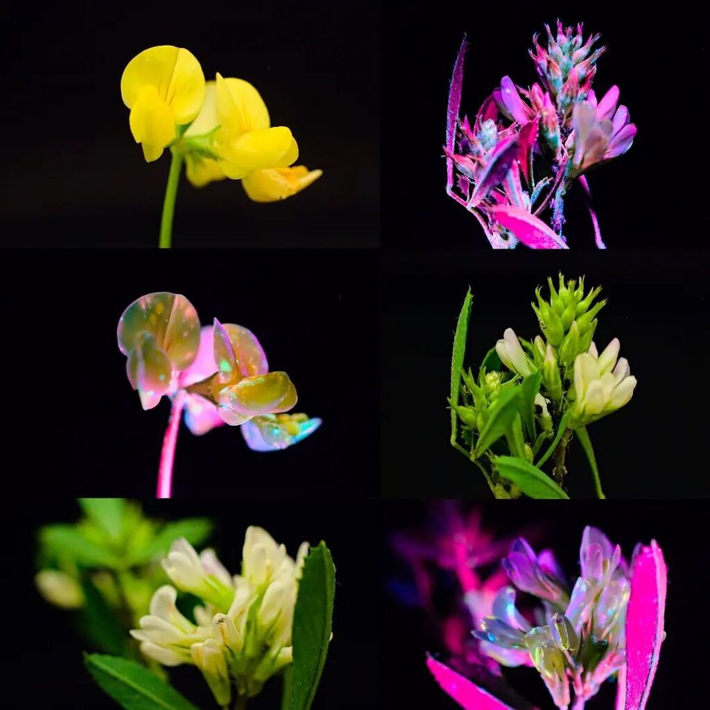 DuteNait's tweet photo. Under UV light a colourfull, nearly painted on change comes from the flourences of different substances and their uneven distribution in the flower.

#ultraviolet #uv #uvivf #uvivfphotography #photography #macro #macrophotography #flowers #flowerphotogra… https://t.co/BbHf3puF7H https://t.co/rLzHevHYUF