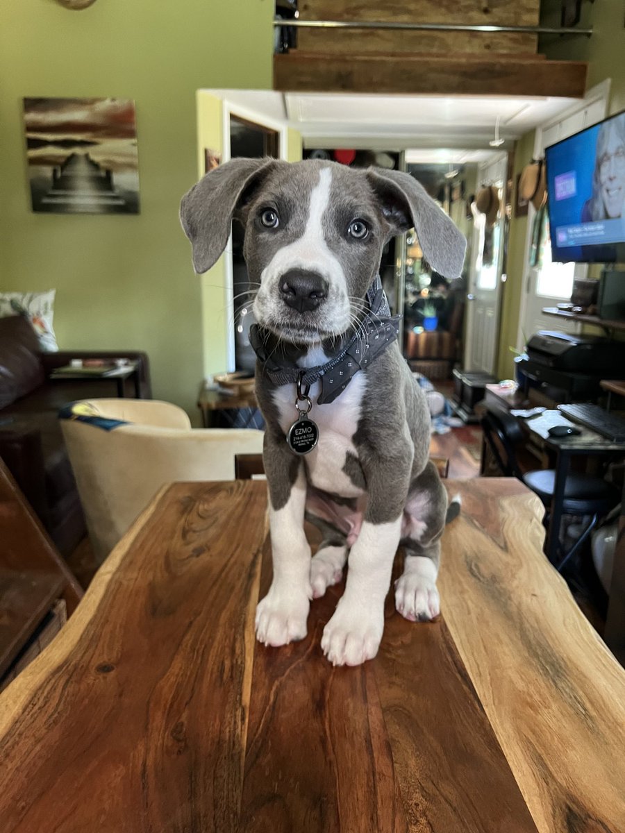E2Dallas's tweet photo. Every day I spend with #Ezmo brings so much joy and gratitude for all the love. #rescue ❤️🕊 https://t.co/jasSbmE5pC