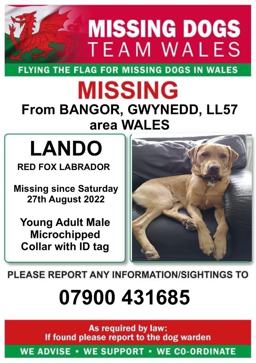 💥💥LANDO 💥
Missing #Bangor, #Gwynedd, LL57 area Wales
Saturday 27th August 2022
💥Young Male Adult Red Fox #Labrador 
💥Microchipped and wearing collar with ID tag
💥Please ring number on poster if seen or you have safe