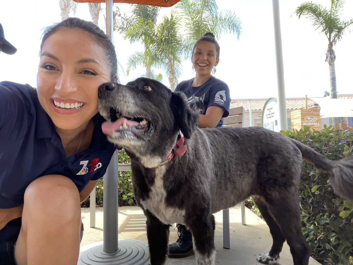 I love my 🐶 Beebee so much! Help us #ClearTheShelters <a href="/nbcsandiego/">NBC 7 San Diego</a> <a href="/PhotogAndi/">Andi Dukleth</a>