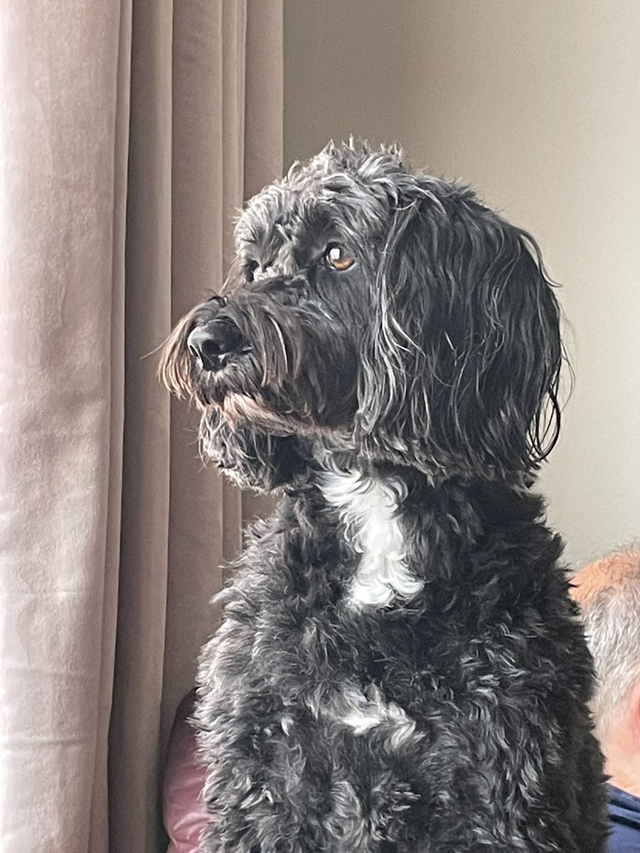 My Willow, otherwise known as Wilson…love her…❤️💖🐾 #InternationalDogDay