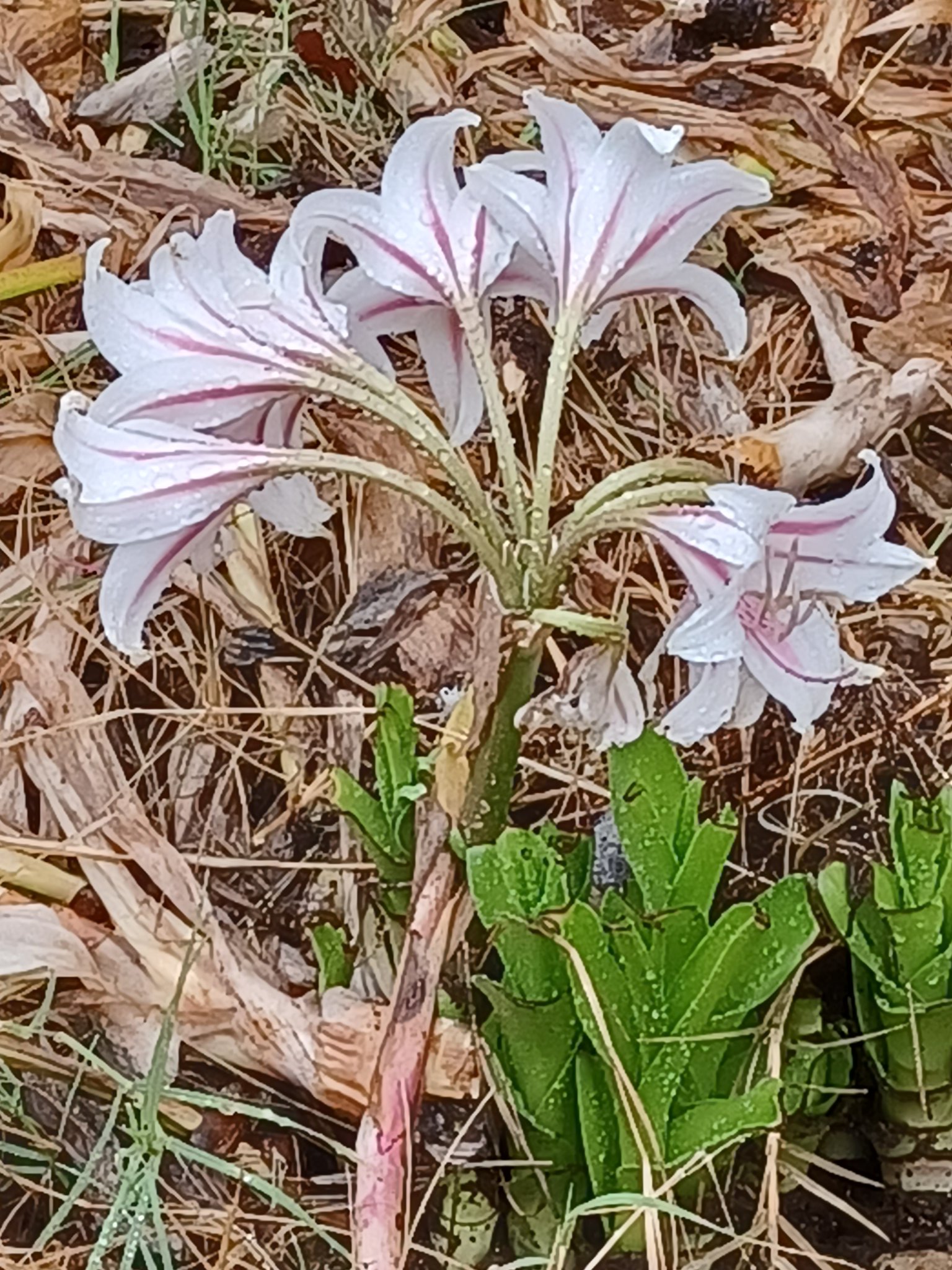 tom-d-on-twitter-new-yard-flowers-still-growing-i-m-done-for-the-day