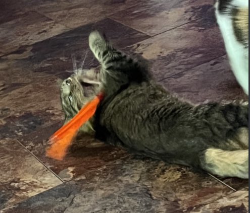 da smoochers tweet media