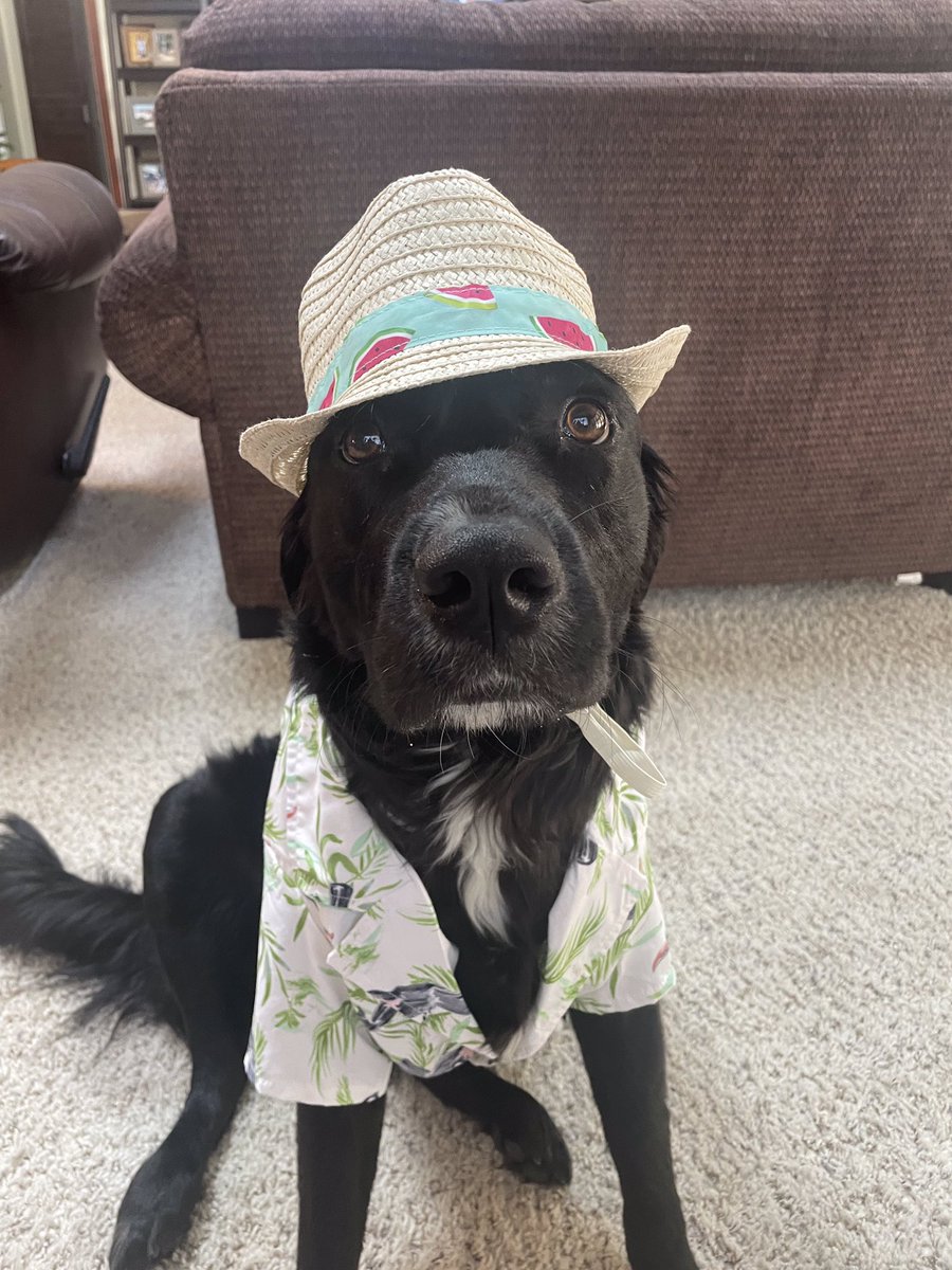 Just Georgee 2020 tweet media